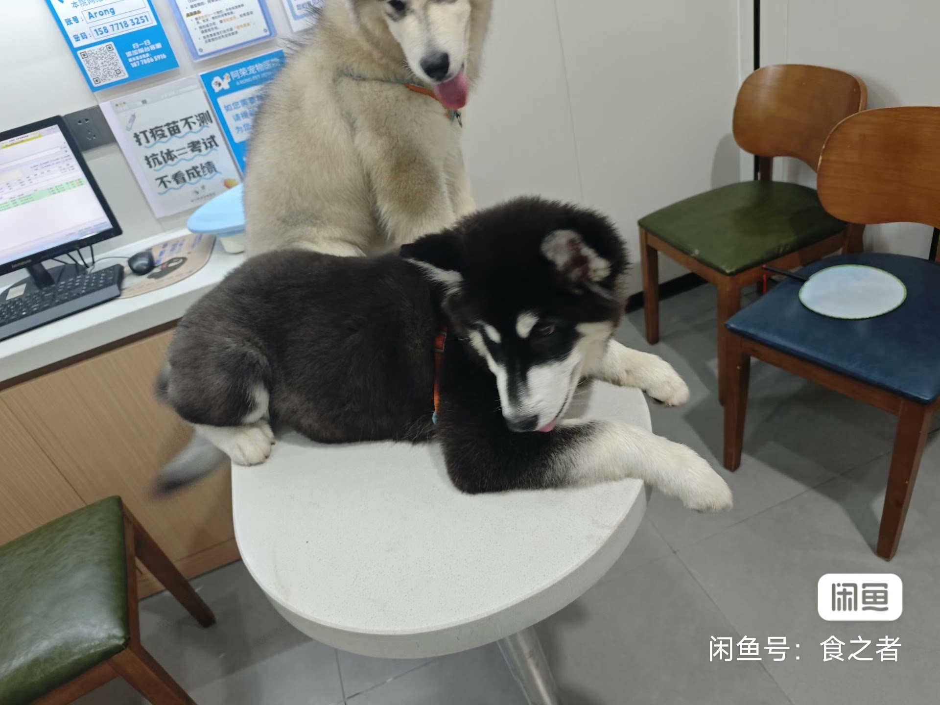 黑十阿拉斯加，大骨架，会到尿垫上厕所，听话粘人，松绳一叫就回，也不乱跑